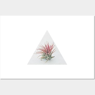 Air Plant Posters and Art